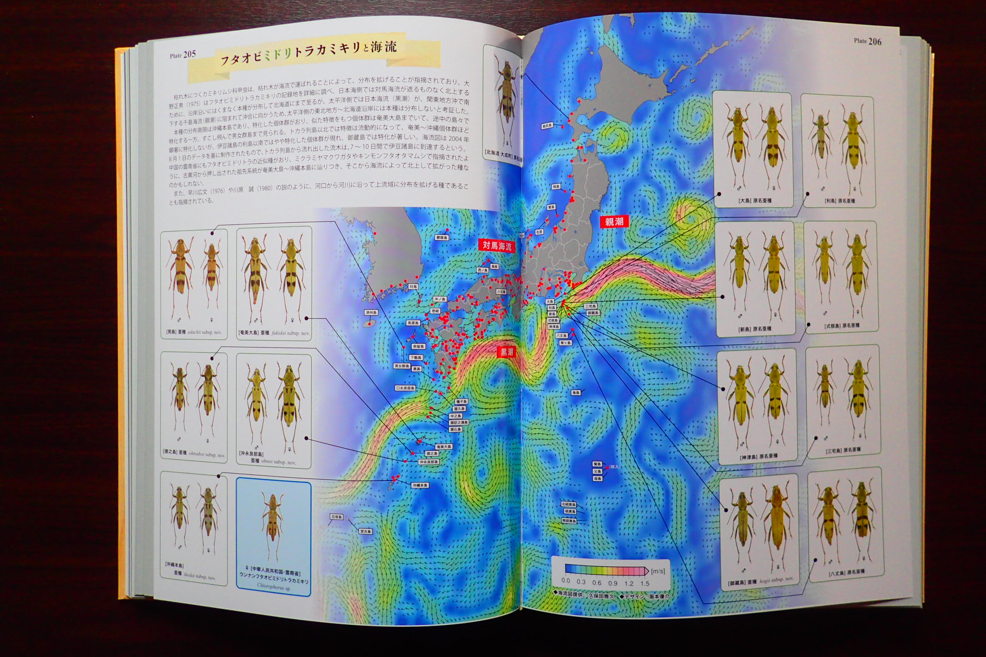 日本産カミキリムシ大図鑑（Ⅱ）、遂に発刊（2023.2.10）