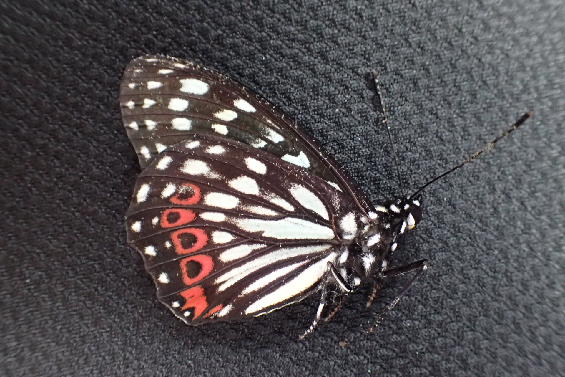 蝶 のアーカイブ