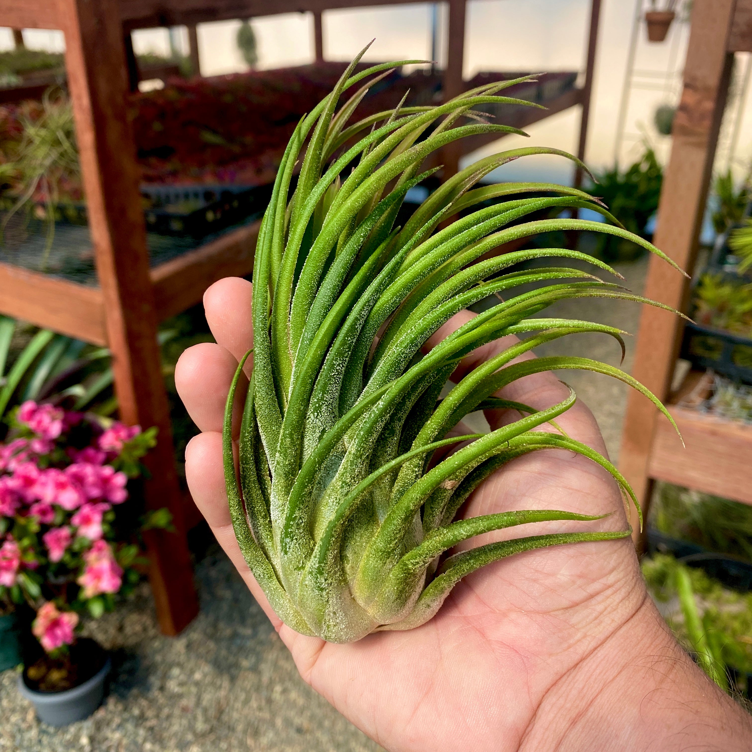 Ionantha Rubra x Seleriana – Air Plant Hub