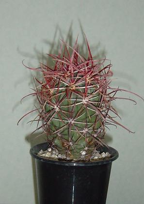フェロカクタス 刈穂玉(Ferocactus gracilis) 多肉植物データベース