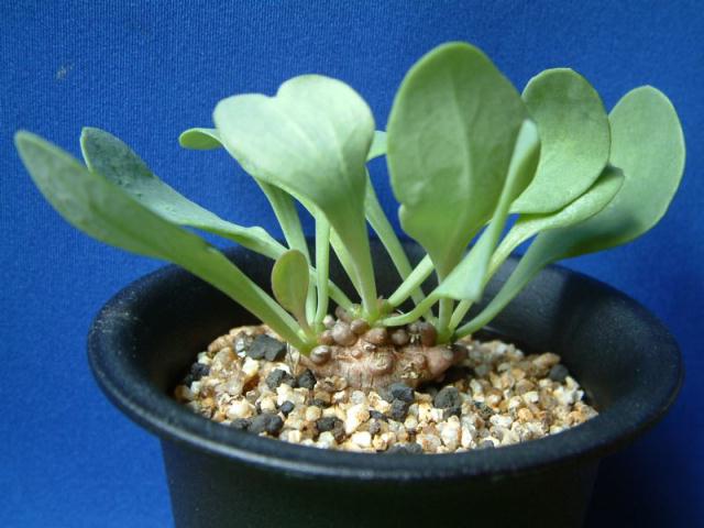 オトンナ アルミアナ(Othonna armiana)写真 多肉植物データベース