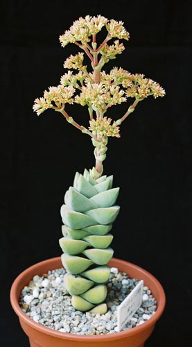 クラッスラ 紀の川(Crassula 'Moonglow') 多肉植物データベース