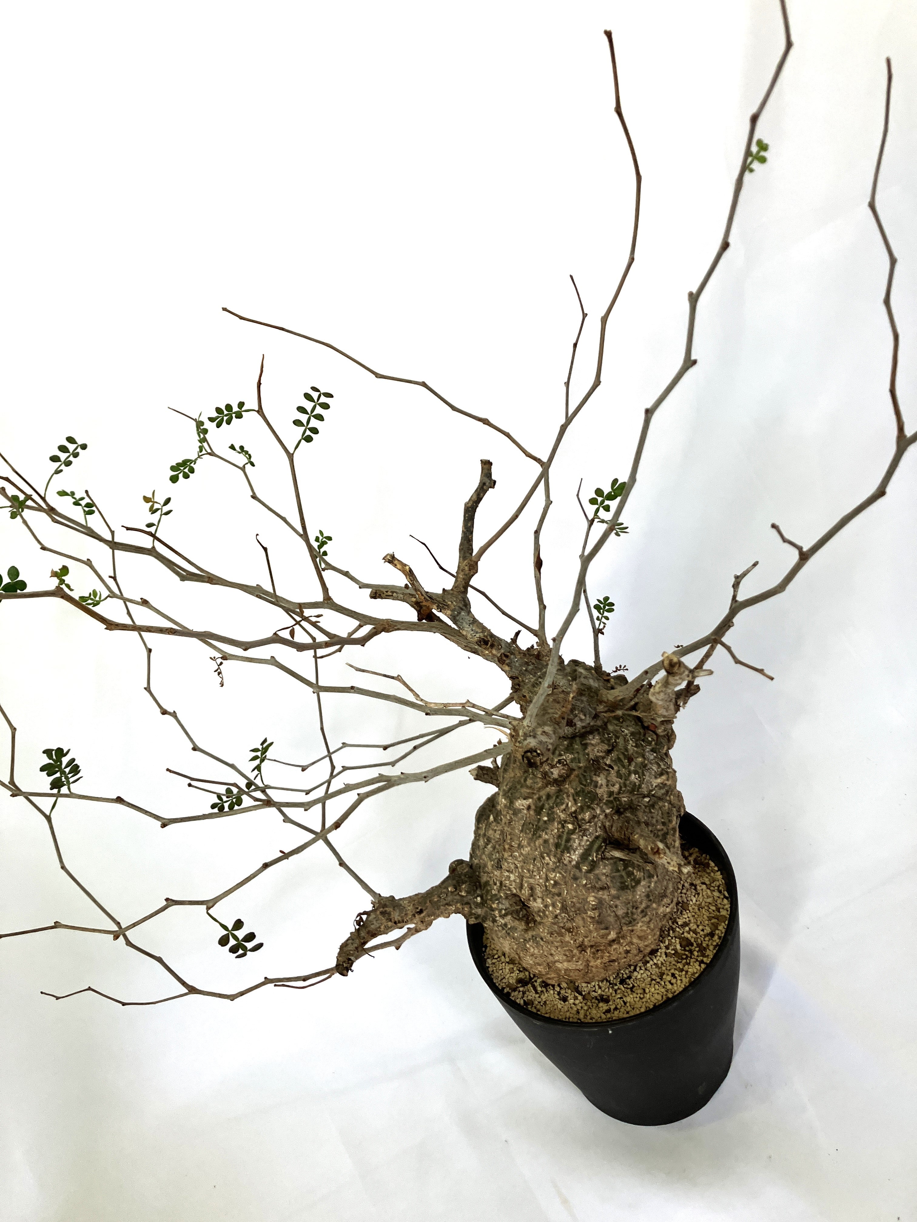 オペルクリカリア パキプス – アぺロ・ヒュ―レ