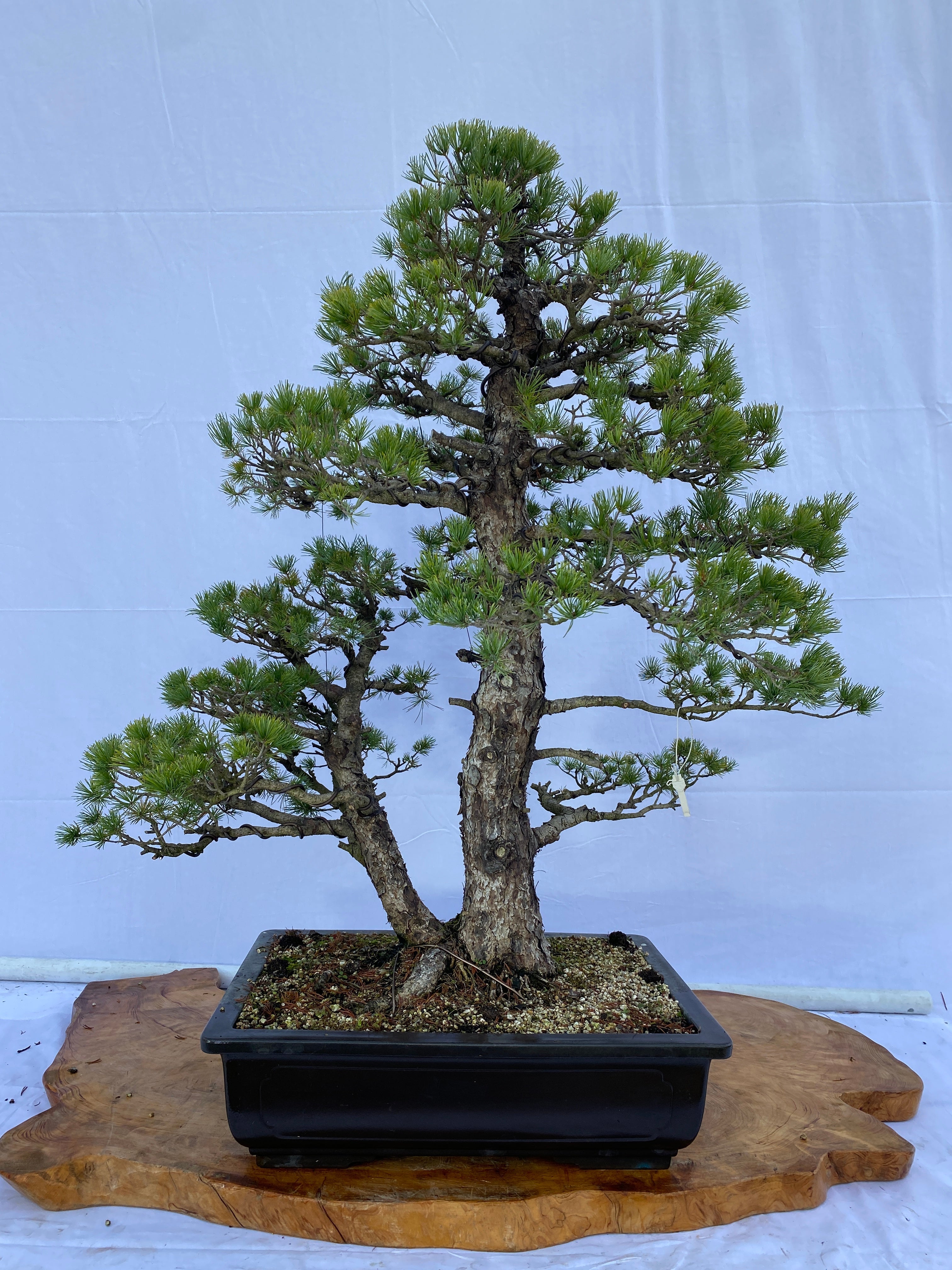 A033.jpg?v=1650441834