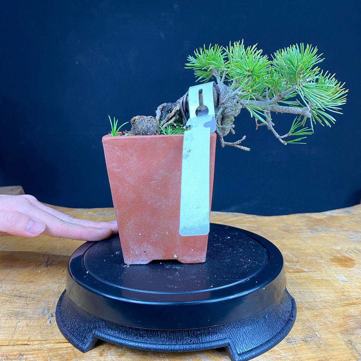 赤石五葉松盆栽007 ※説明欄を必ずお読みください