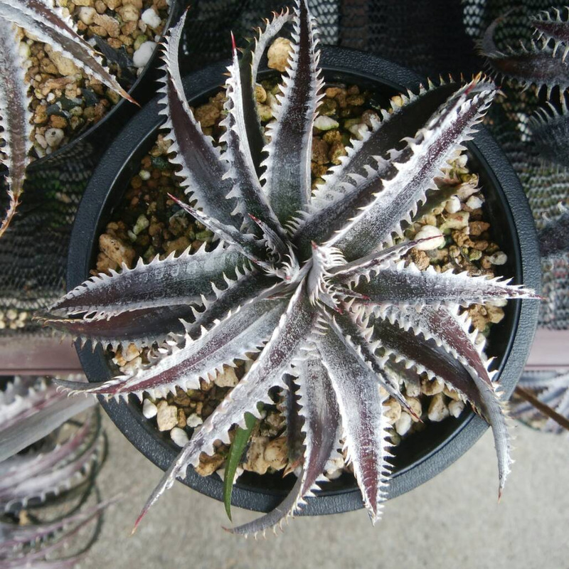 ディッキア成長記録：Dyckia 'Zinfandel' #8 x 'AAA'編 | Dyckia Maniax
