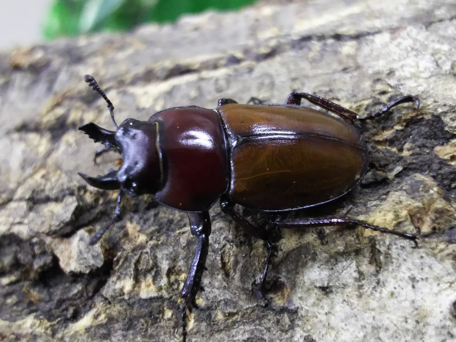 チャイロマルバネクワガタ – タグ 