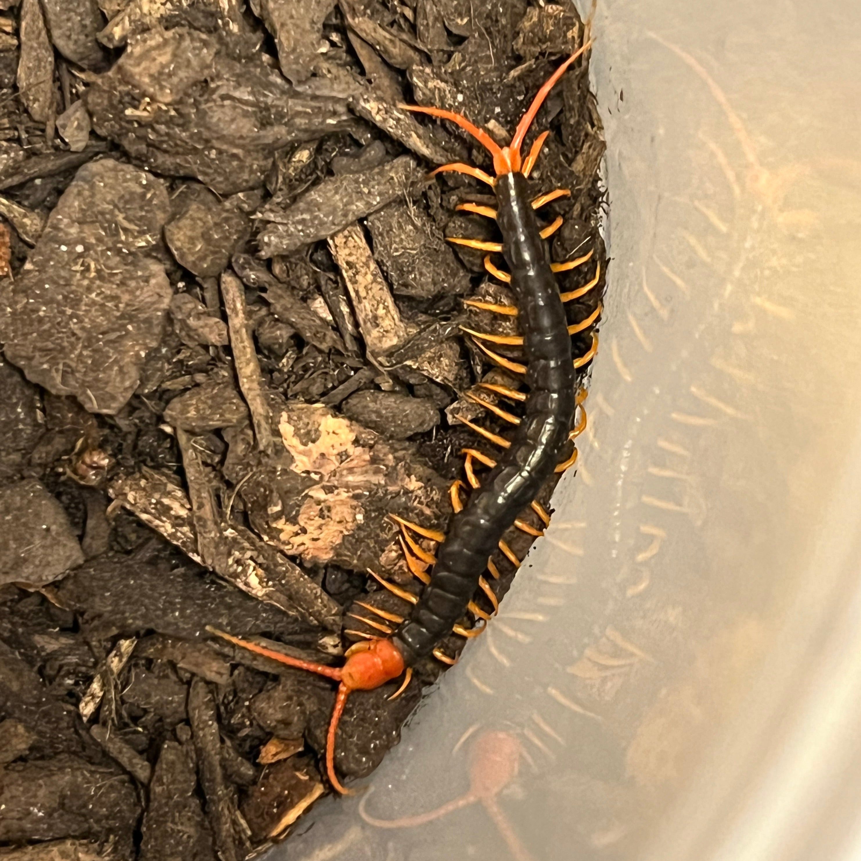 Scolopendra dehaani (Vietnamese Centipede) – Gallegos Zoological