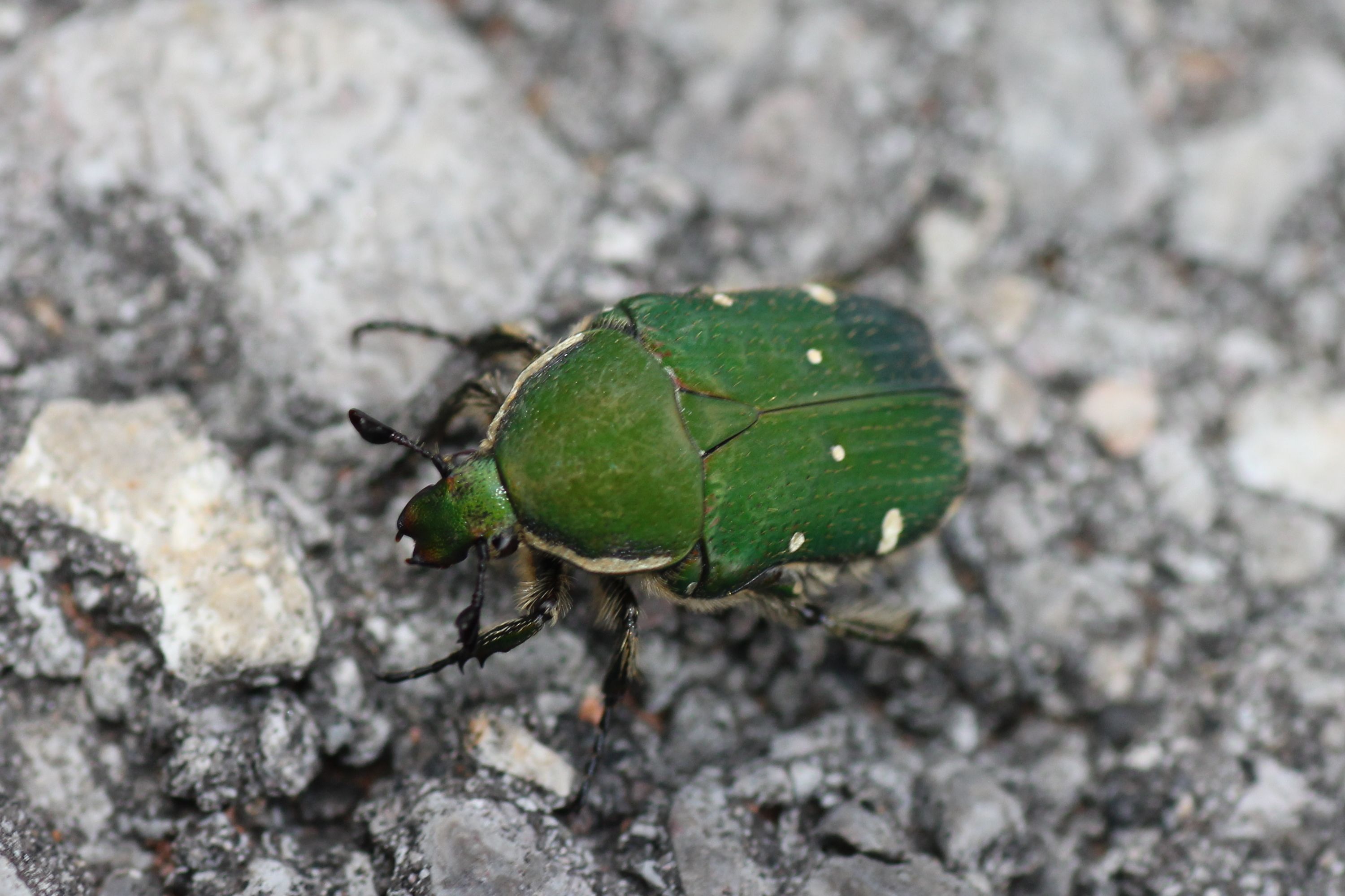 アオヒメハナムグリ 八重山亜種 | GreenBreeze
