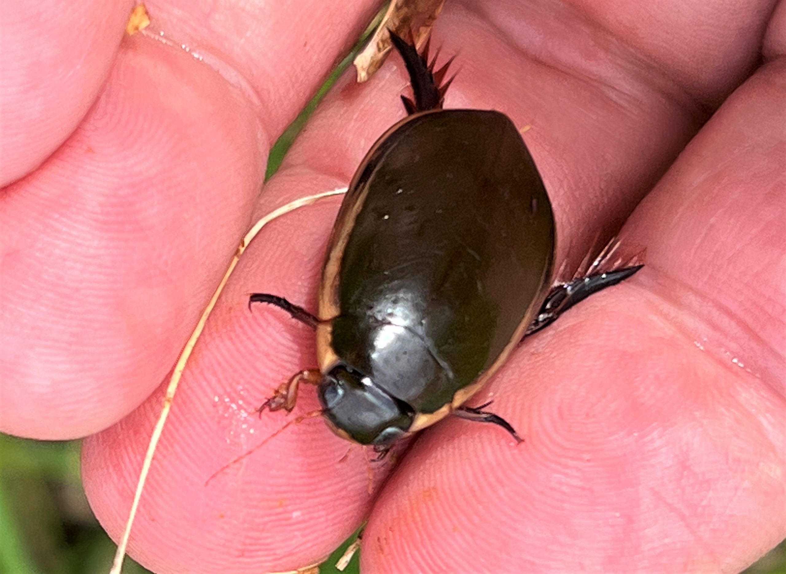 コガタノゲンゴロウ | GreenBreeze