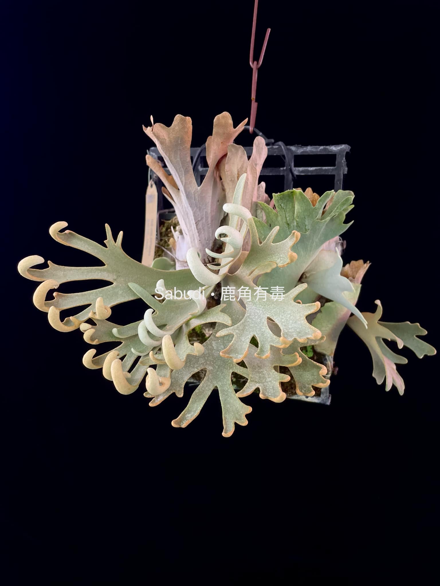 Buy P. Willinckii Mew Pup Spores Online – HCorchids