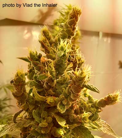 人気No.1】霞の境GrapeGod H4CBH 1.0mlグレープゴッド93 Grandaddy