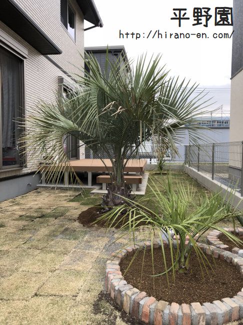 配達レポートその46☆ココスヤシ＆ソテツ＆ドラセナ | 植木屋 yome-blog