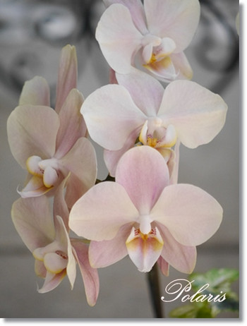 胡蝶蘭 キャラック ・マザーチーク: ほーむべーきんぐ ☆ ポラリス Ⅱ