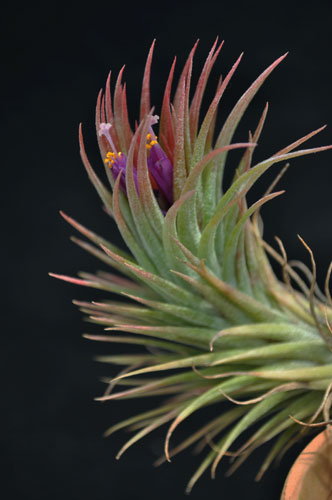 Tillandsia Paul T (T. ionantha × T. funckiana)