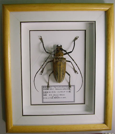 額入り昆虫標本 カミキリムシ