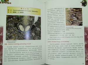 台湾産蝶類生態大図鑑 台湾産蝶類生態大図鑑 原色台湾蝶類大図鑑 (1960