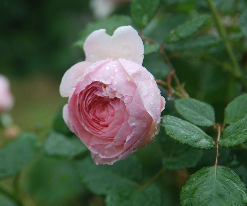 ジェフ・ハミルトン（Jeoff Hamilton）