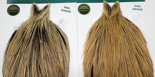 WHITING（ホワイティングハックル）、ゴールデンバジャーのコック