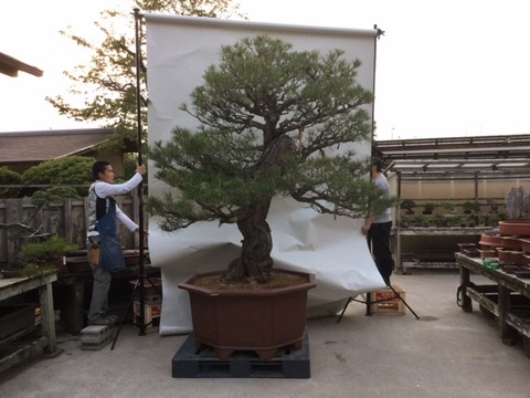 荒皮性黒松！庭木サイズから大型名樹へ！ : 雨竹 盆栽 水石 便り