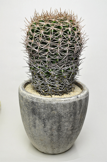 フェロシオール | 叢 – くさむら – Qusamura