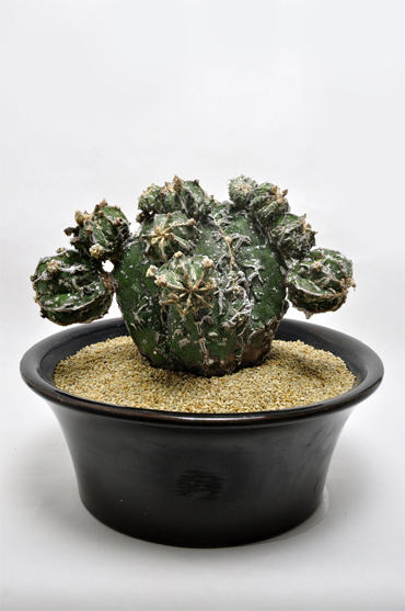 鸞鳳玉モンストローサ | 叢 – くさむら – Qusamura