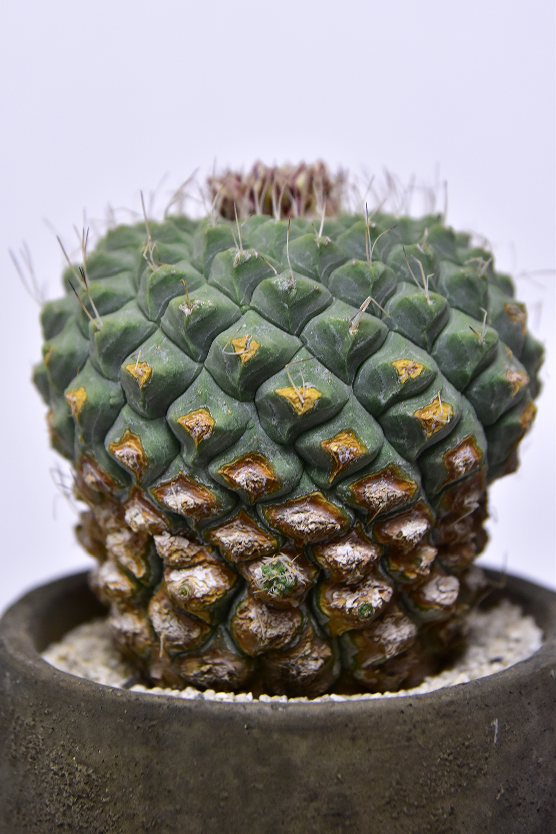 ストロンボカクタス 菊水 | 叢 – くさむら – Qusamura