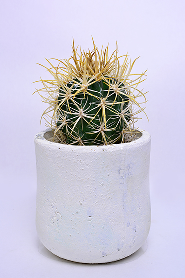 サボテン フェロカクタス 黄金冠B フェロカクタス 黄金冠 | 叢 – くさ