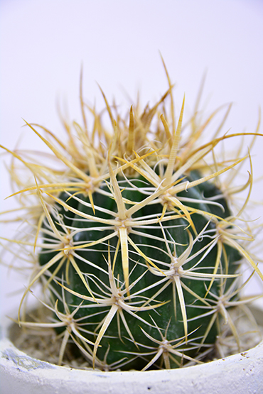 サボテン フェロカクタス 黄金冠 古株 巨大 フェロカクタス'黄金冠'の