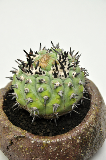 黒王丸モンストローサ | 叢 – くさむら – Qusamura