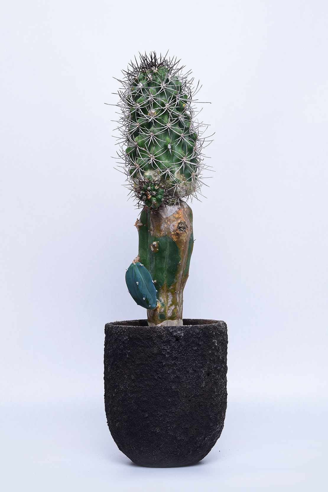 コピアポア 竜爪玉 | 叢 – くさむら – Qusamura