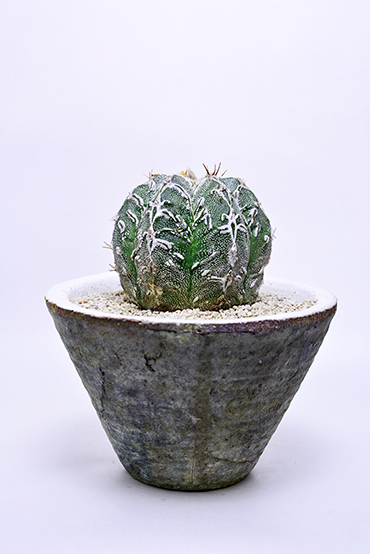 アストロフィツム 白条複隆盤石 | 叢 – くさむら – Qusamura