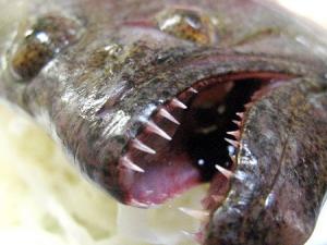 大阪のステラフィッシングが、厳選した大物釣具を全国へお届けいたし