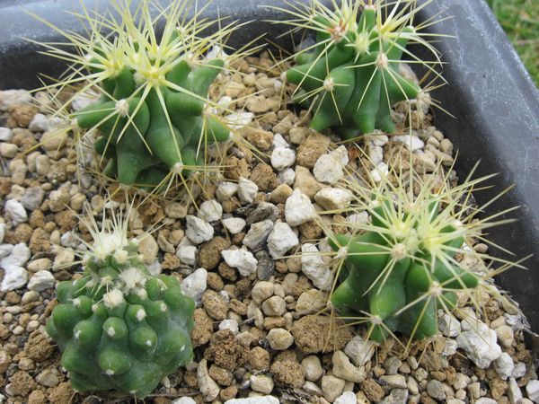 王冠竜（実生）の栽培記録