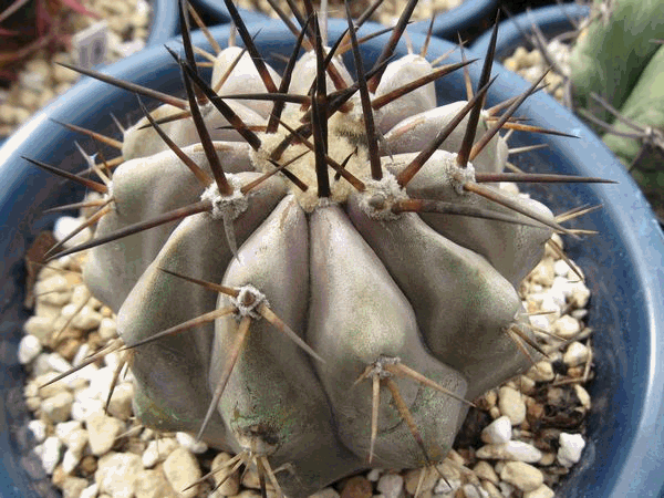 黒王丸（接木）