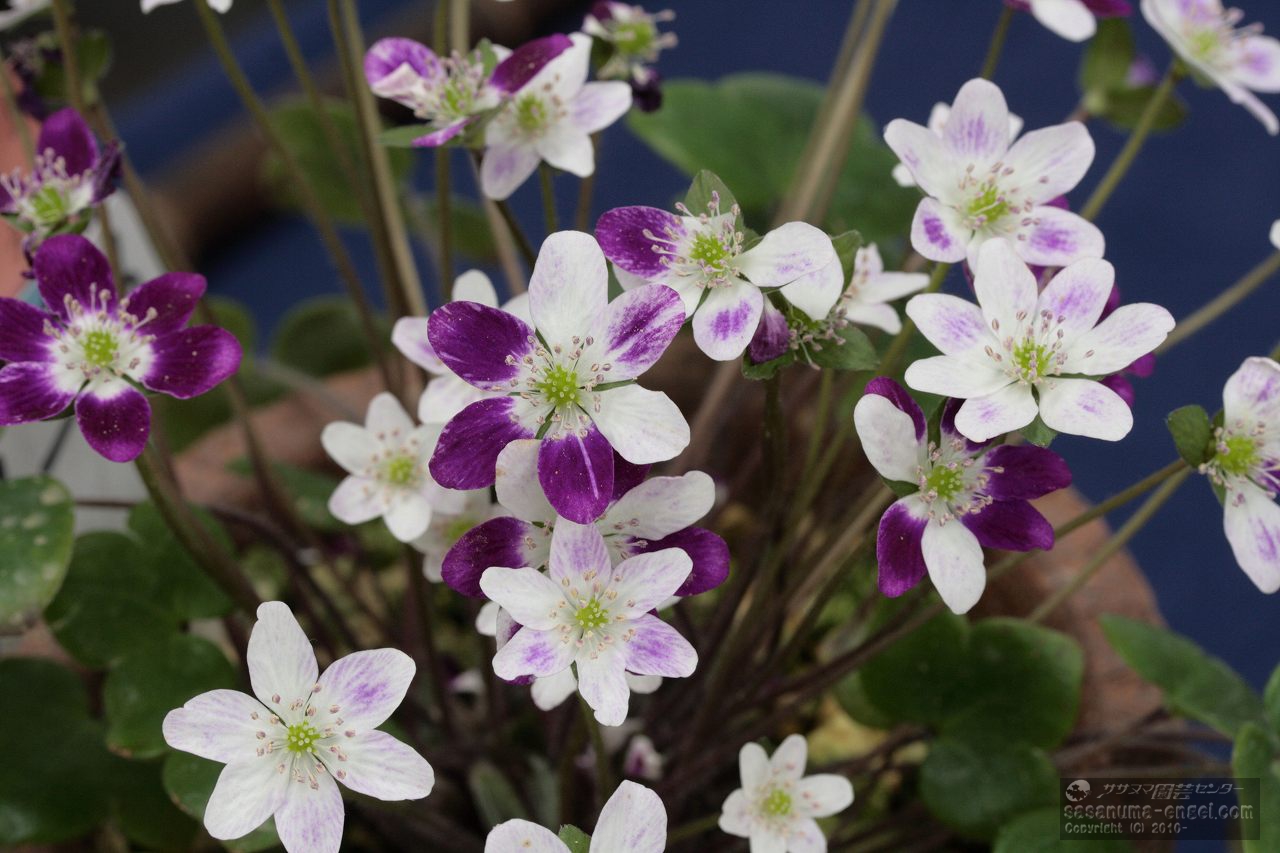 第22回雪割草全国大会（主催 日本雪割草協会）」が開催されました