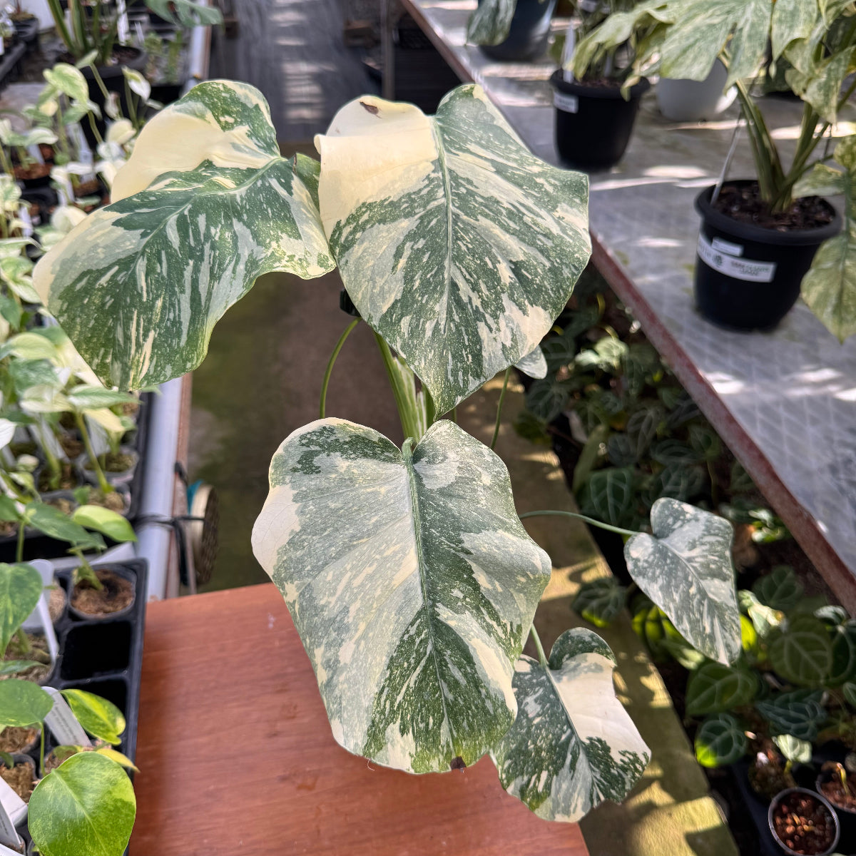 コレクション】モンステラ デリシオーサ 'タイコンステレーション