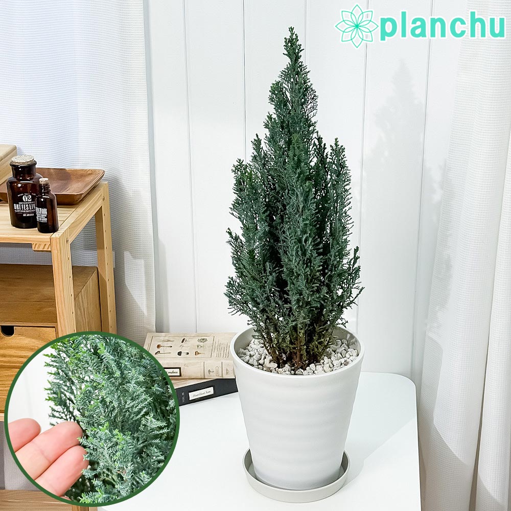 PLANCHU 観葉植物 コニファー シルバースター 7号鉢 受け皿付き 育て方