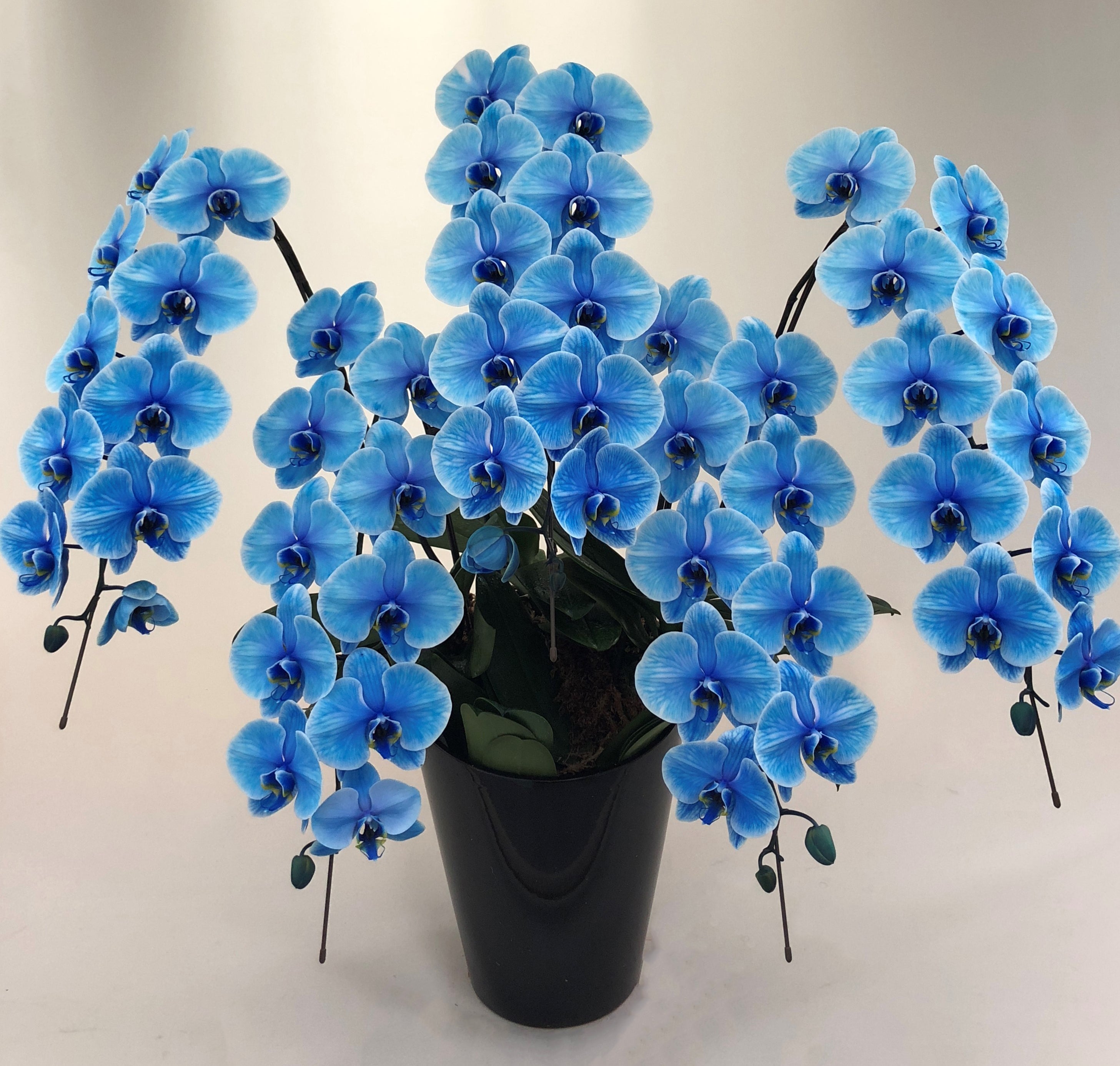 エレガントシリーズ – Flower Salon SOLFLOR