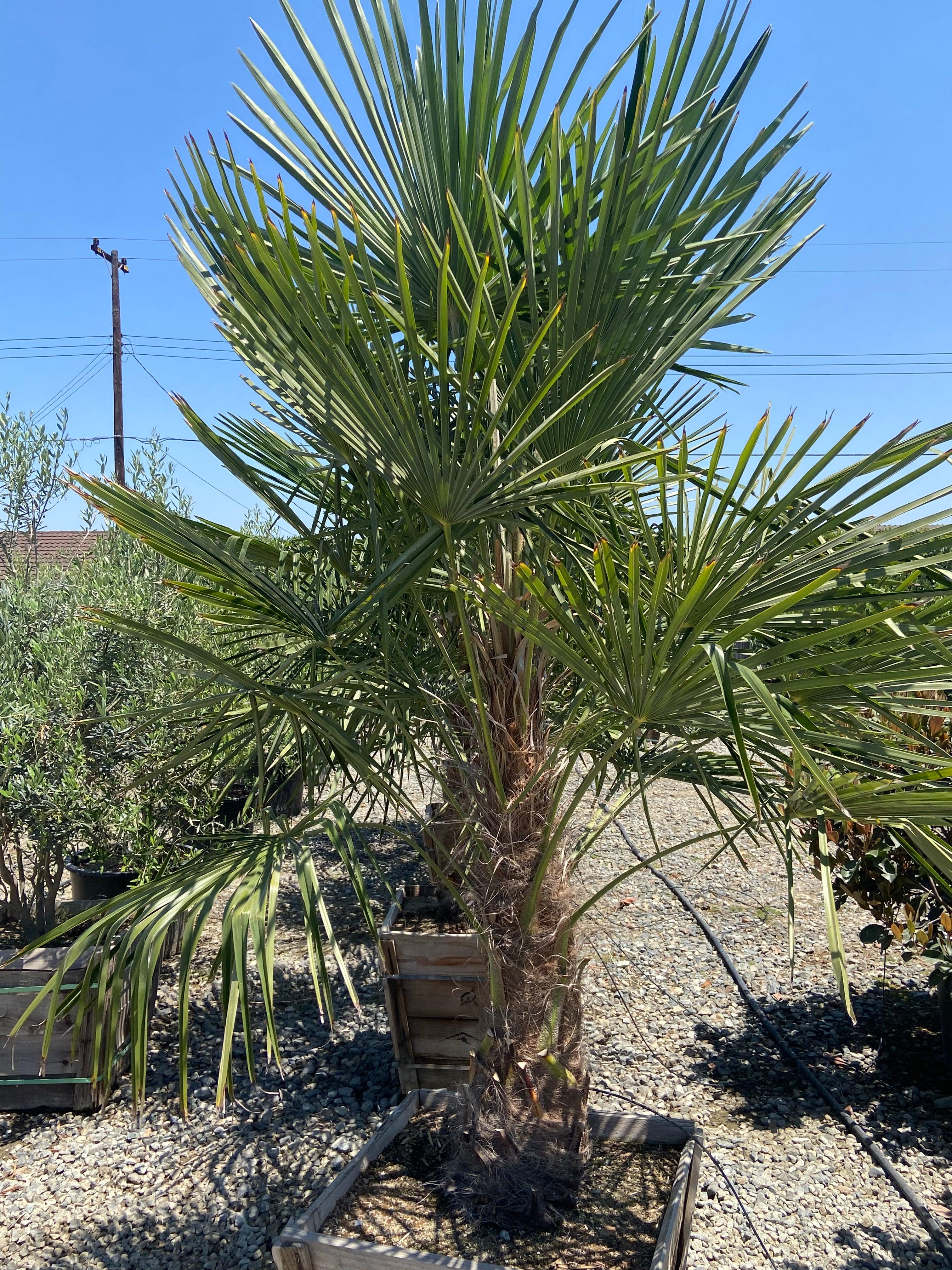 Windmill Palm (Trachycarpus fortunei) – Yardwork