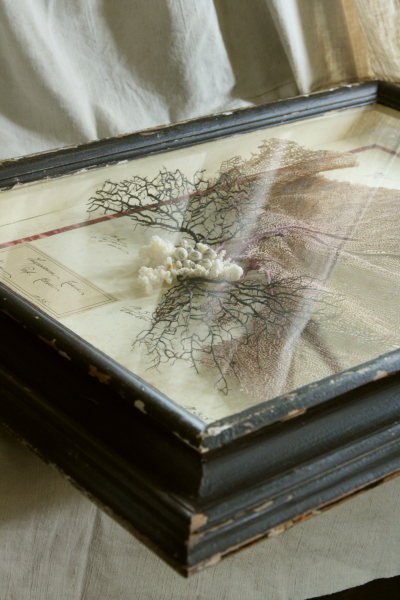 アンティーク標本 貝 珊瑚 海藻 アートフレーム イタリアフィレンツェ