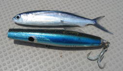 株式会社 カーペンター ルアー 釣り GTフィッシング 黒鮪 マグロ