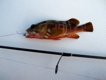 株式会社 カーペンター ルアー 釣り GTフィッシング 黒鮪 マグロ