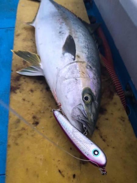 サージベイト｜ローカルスタンダード｜販売商品｜Costa｜Costa Fishing