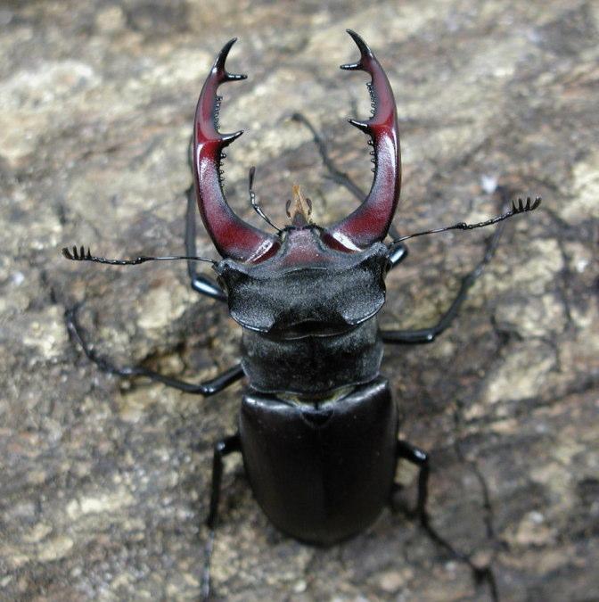 ヨーロッパミヤマクワガタ：クワガタムシ・カブトムシのオンライン図鑑