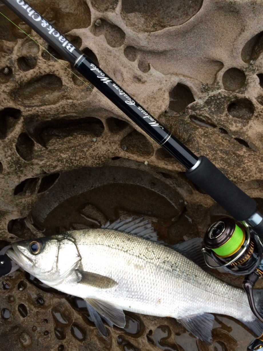地に足つけて竿振る日記】 ヒラスズキ用ロッドを考える。