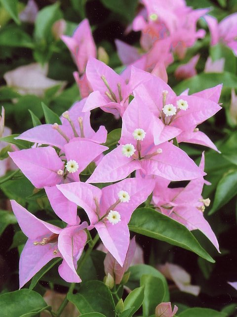 ブーゲンビレア ブーゲンビリア 育て方 花図鑑01