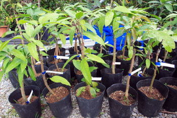 金煌(キンコウ)マンゴー（接ぎ木苗）