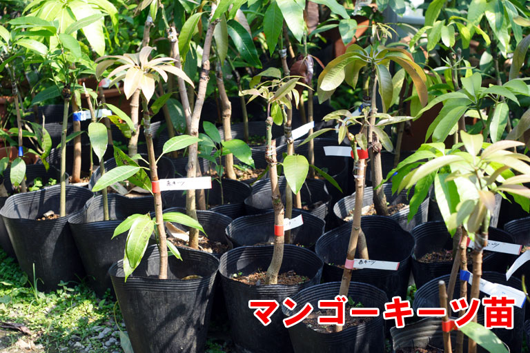 赤キーツマンゴー 接木苗 6，800円