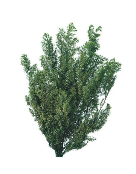 大地農園・ヒムロスギ・ショート・フォレストグリーン・アウトレット